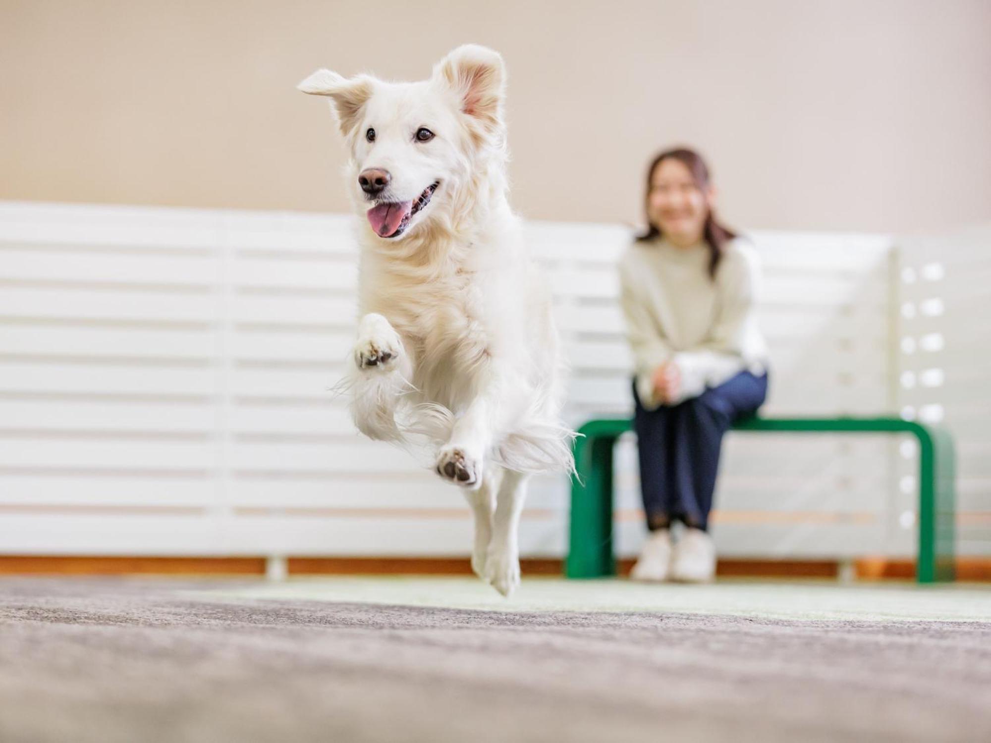 Ryokan Kamenoi Shiobara Dog Friendly